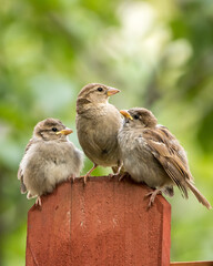 mother house sparrow with babies