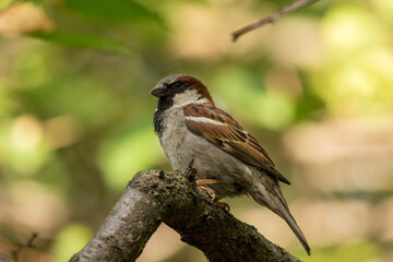 House sparrow on a branch