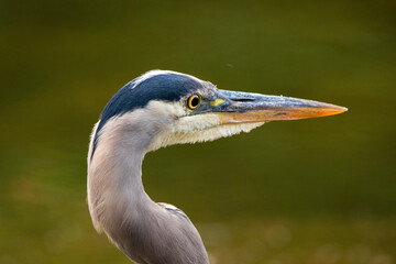 Great blue heron in spokane, wa