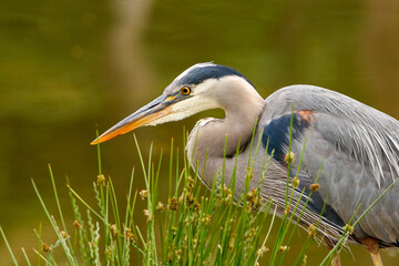 Great blue heron in spokane, wa