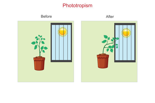 Phototropism is a plant's natural response to light, causing it to grow towards the light source. It enables plants to maximize energy absorption for photosynthesis.