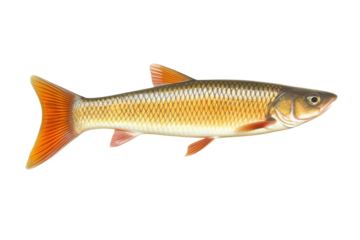 vory Ichthy fish. Transparent background. generative AI