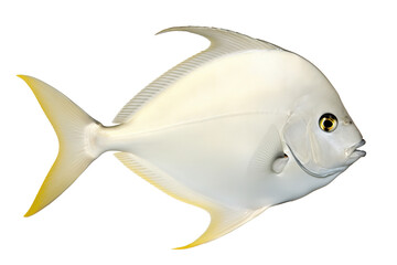 vory Ichthy fish. Transparent background. generative AI