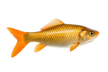 Fototapeta premium vory Ichthy fish. Transparent background. generative AI