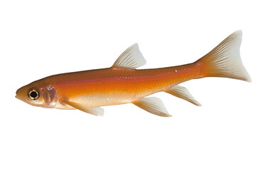 Fototapeta premium Moonstone Minnow fish. Transparent background. generative AI