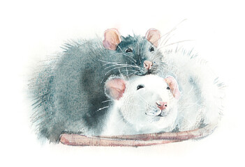 Couple of Rats. Smile and happy. Watercolor hand drawn illustration