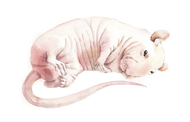 Sleeping decorative bald rat. Watercolor hand drawn illustration