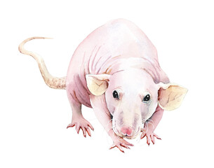 Decorative bald rat. Watercolor hand drawn illustration - 615197875