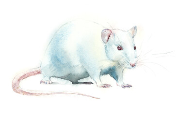 White rat. Watercolor hand drawn illustration - 615197878
