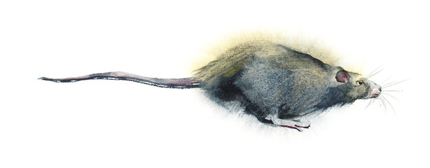Running gray city rat. Watercolor hand drawn illustration - 615197882