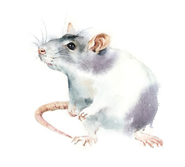 Decorative Rats. Watercolor hand drawn illustration - 615197883