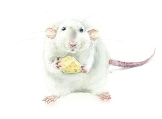 White Rats with piece cheese. Watercolor hand drawn illustration - 615197888