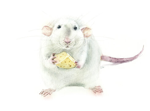 White Rats with piece cheese. Watercolor hand drawn illustration