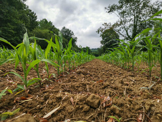 Milho em fase de crescimento numa fazenda agricula