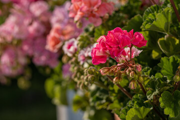 Red pelargonium flower in detail.