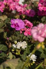 Purple pelargonium flower in detail.