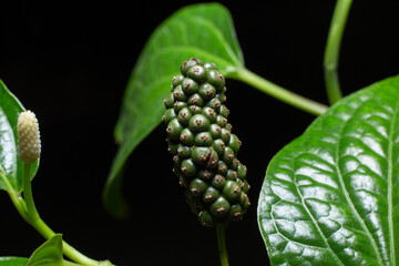 Fruit of Piper sarmentosum. Fruit of wild betel on black background.