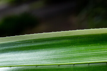 The spikes on the leaves of Pandanus veitchii.