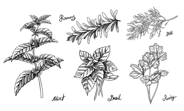 Herbs culinary set. Ink sketch spicy mint, basil, parsley, dill, rosemary. Hand drawn vector illustration. Retro style.