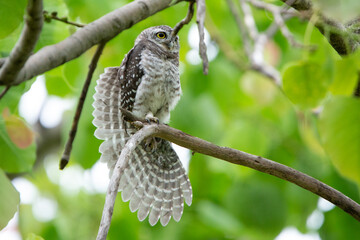 Spotted owlet on top of tree and watching. Spotted owlet is a small owl which breeds in tropical Asia. Bangkok, Thailand.	