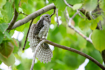 Spotted owlet on top of tree and watching. Spotted owlet is a small owl which breeds in tropical Asia. Bangkok, Thailand.	