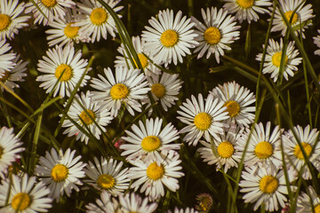 Bunch of white common daisy flowers growing among the grass