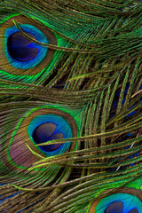 Macro peacock feathers,Background with peacock feather macro texture, multicolored