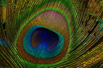 Macro peacock feathers,Background with peacock feather macro texture, multicolored