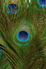 Macro peacock feathers,Background with peacock feather macro texture, multicolored