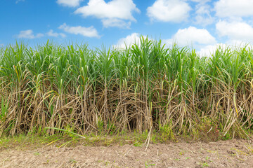 Sugarcane farm,sugar cane in the sunset Sugarcane is a sweet and healthy grass of the poaceae family better known as tebu.