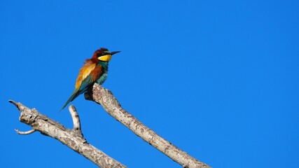 ave multicolor contemplando el cielo azul de primavera desde la rama de un árbol del lago de ivars...