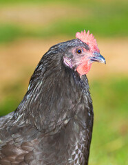 Black chicken portrait