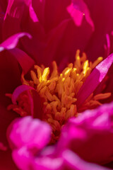 Yellow peony center with red petals.