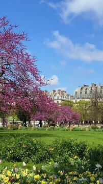 Near the Louvre in a beautiful park trees bloomed vertical video Paris France. High quality 4k footage