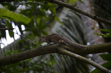 squirrel on tree