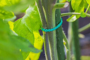 Technology view of plastic plant tie supporting cucumber plant.