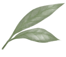 bay leaves watercolor