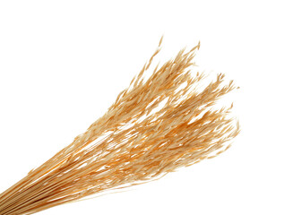 Dried oats spikelets on white background, closeup