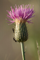 Two ants climbing between the thorns of a knapweed flower