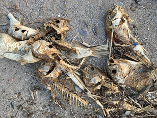 Dead fish and bones decompose on the shore of Lake Erie Ohio. Depicting climate change, global warming, and natural disasters