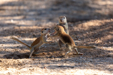 Three round-tailed ground squirrel, Xerospermophilus tereticaudus, siblings rough housing and play fighting in the Sonoran Desert. Funny antics by cute wildlife. Pima County, Tucson, Arizona, USA.