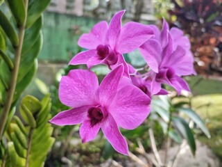 Beautiful Purple Larat Orchid Or Dendrobium bigibbum Front View In The Garden Or Park