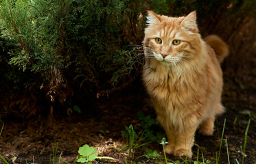 Lovely thoroughbred redhead kitten. Breed Kurilian Bobtail. Hypoallergenic breed of cats.