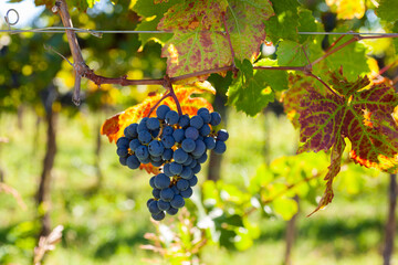 Bunches of red grapes on the vine
