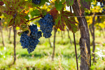 Close-up of ripe red grapes on vine - obrazy, fototapety, plakaty