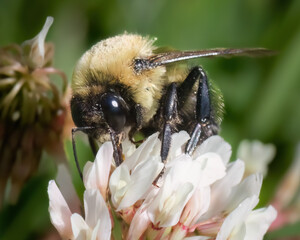 A furry male Brown-belted Bumble Bee with large eyes, feeding and pollinating a white clover flower, Long Island, New York, USA
