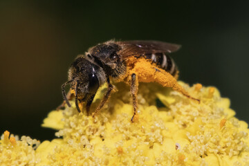 A female dark sweat bee (Halictus sp) pollinating and feeding on yellow yarrow flowers. Long Island, New York, USA