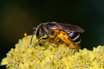 A female dark sweat bee (Halictus sp) pollinating and feeding on yellow yarrow flowers. Long Island, New York, USA