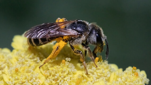 A female dark sweat bee (Halictus sp) pollinating and feeding on yellow yarrow flowers. Long Island, New York, USA