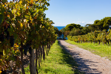 The hilly road in the middle of vineyards